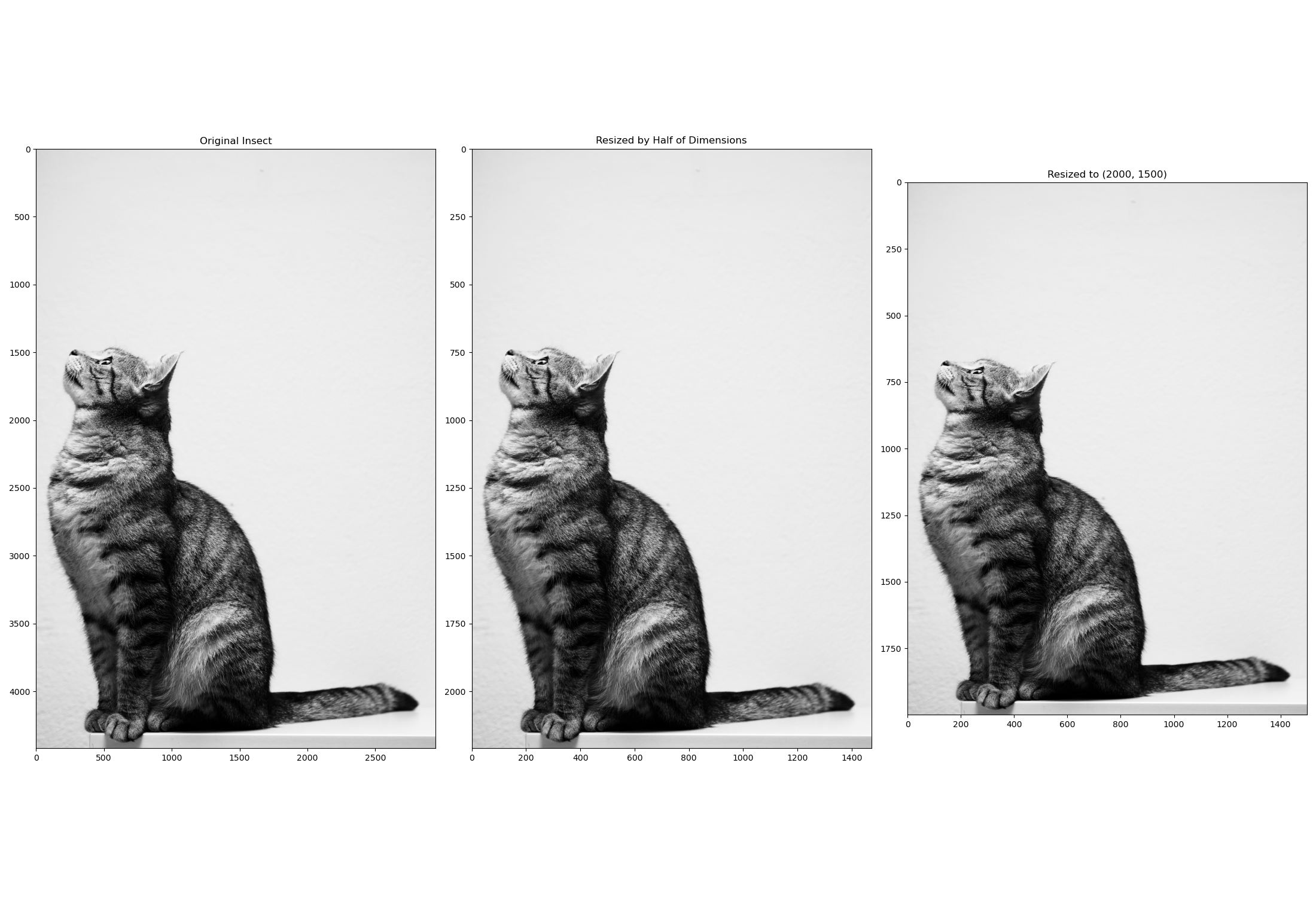 Resizing Images by Custom Width and Height OpenCV