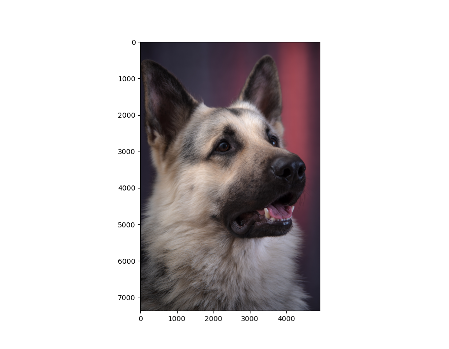 dog_image_as_numpy_array.png