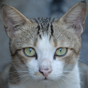 Edge Detection Filters