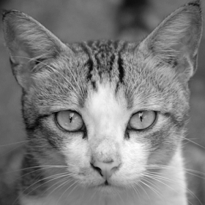 Histogram Equalization Grayscale