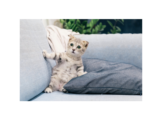 Example of Cropping an image with numpy